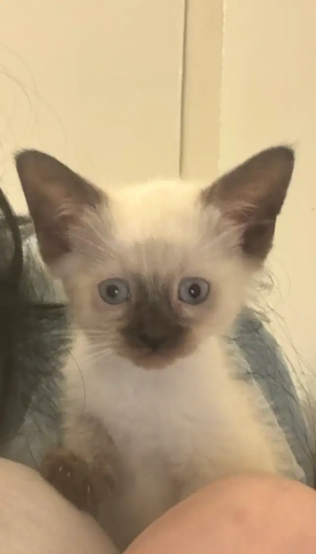 Ragdoll Siamese mix | Cats & Kittens for Rehoming | City of Toronto ...