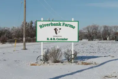 Simmental Bulls For Sale, View more