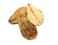 Indian Almond Leaf