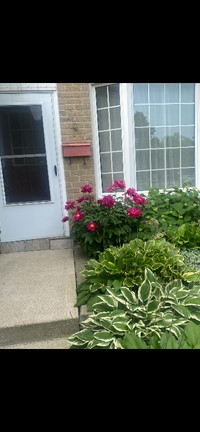 Beautiful 3 bedroom house for rent in Mississauga