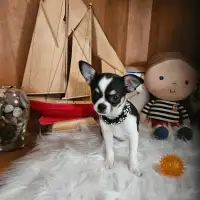 Chihuahuas prêts à l'adoption et à réservé à Cloridorme en Gaspé