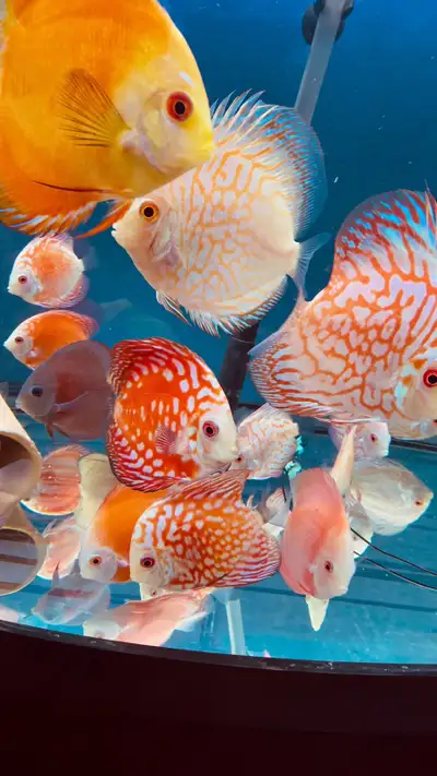 Discus asiatiques de 3 à 4 pouces et plus — dès 54,99 $ Vous cherchez de beaux discus pour votre aqu...