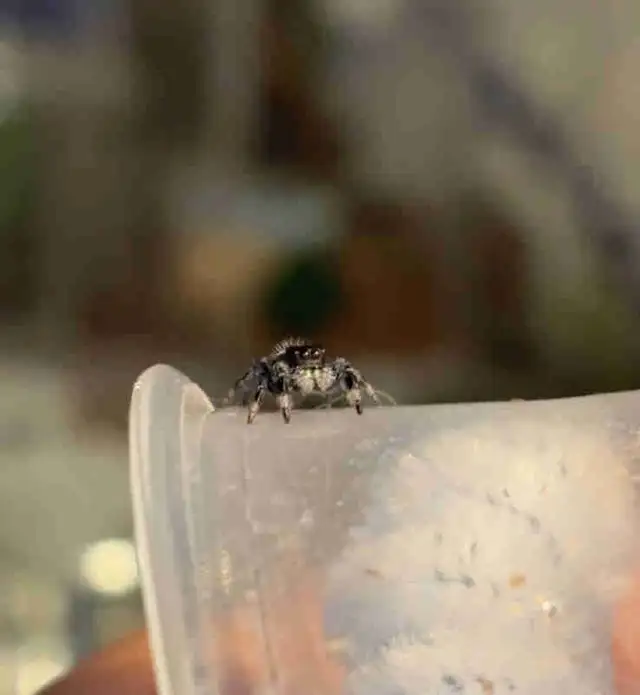JUMPING SPIDERS FOR SALE in Small Animals for Rehoming in Markham / York Region - Image 2