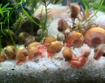 *FREE* Ramhorn snails , View more