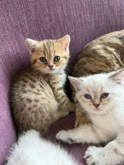 Scottish x British mix kittens, View more