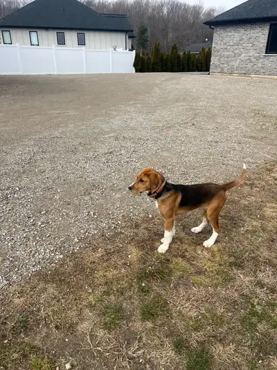 walker hound dog, View more