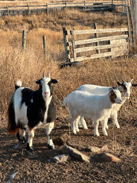 100% Fainting Goats