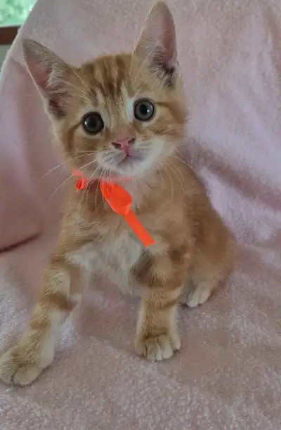 MAGNIFIQUES PETITS CHATONS ROUQUINS, View more