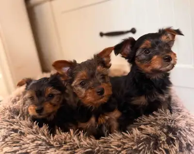 Our Stunning Yorkies Are Ready For Your Home These Beautiful Puppies are home raised and both Mom an...
