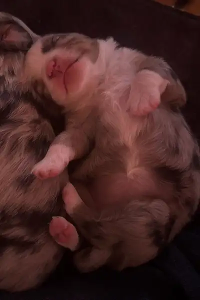 2 Female Toy Australian Shepherd Puppies, View more