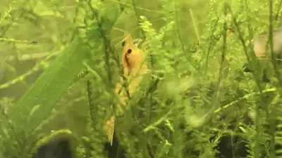 Shrimp Neocaridina For Sale, View more