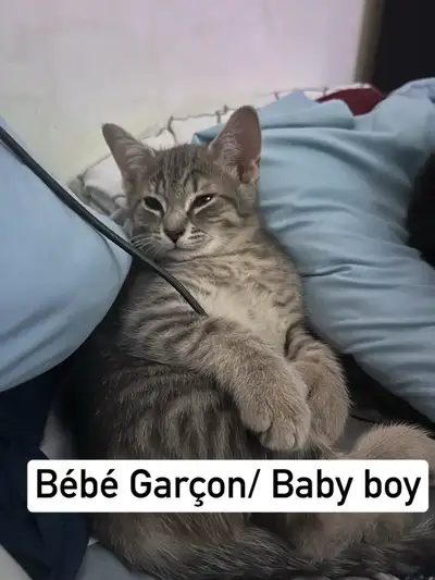 Cahtons a Vendre / Kittens for Sale, View more