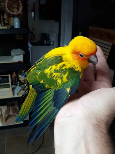  sun conure baby DNA MALE hand fed , View more