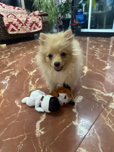 Pomeranian puppy, View more