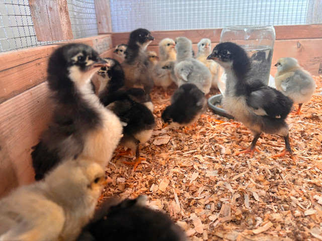 Black/Lavender Orpington Hatching Eggs in Livestock in Belleville - Image 3
