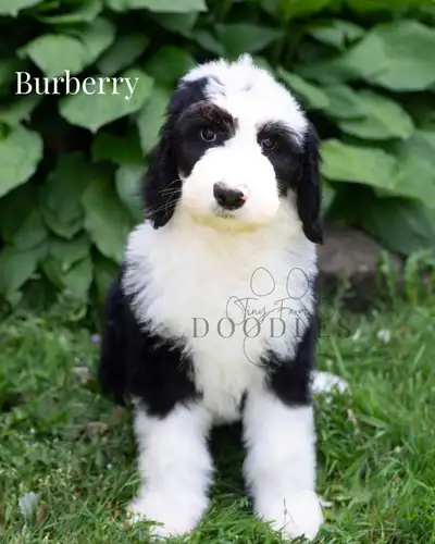 Last F1 Standard Sheepadoodle, View more