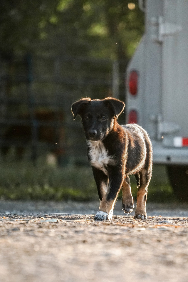 border collie puppies in Dogs & Puppies for Rehoming in Lethbridge - Image 2