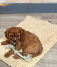 2  KING CHARLES CAVALIER MALE  PUPS LEFT