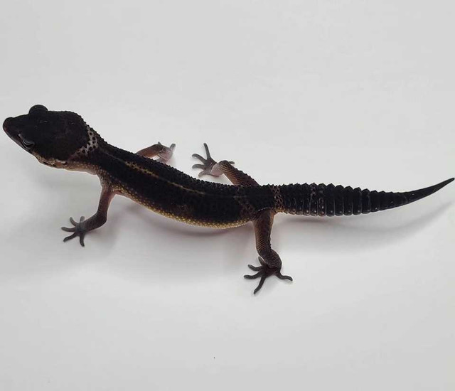 BLACK NIGHT LEOPARD GECKOS in Reptiles & Amphibians for Rehoming in St. John's - Image 2