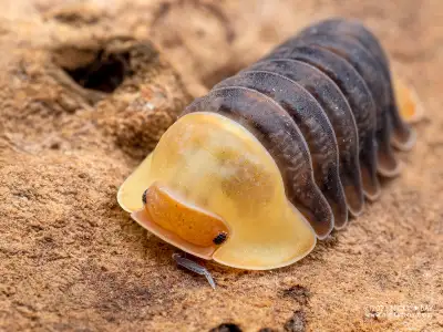 Rubber Ducky Isopods, View more