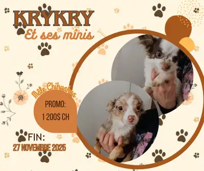 adorable chihuahua, View more