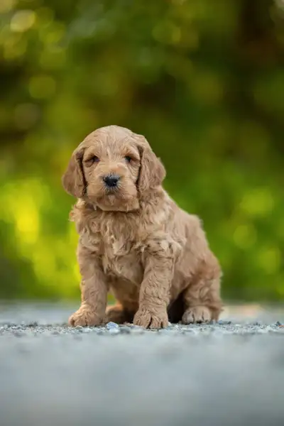 Mom is a 40lb midsize F1b Goldendoodle and Dad is a 35lb Moyen Poodle. F1b Goldendoodles are non-she...