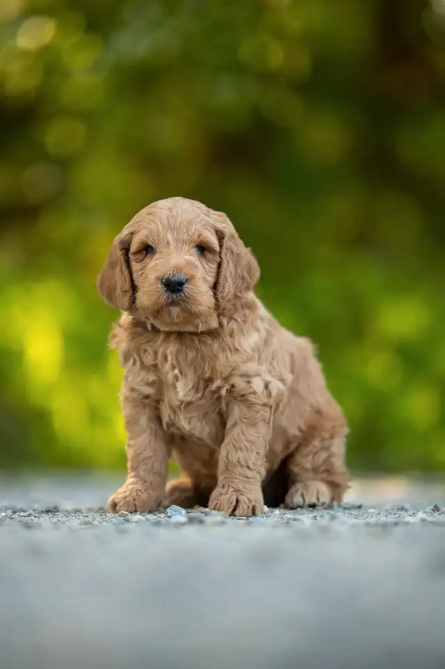 F1B midsize Goldendoodle puppies in Dogs & Puppies for Rehoming in Kelowna - Image 2