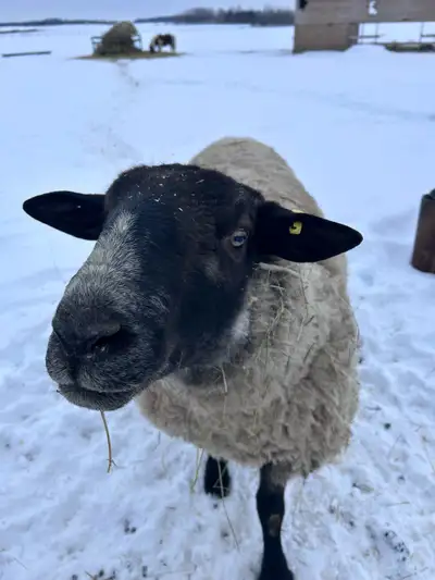 Suffolk ram , View more