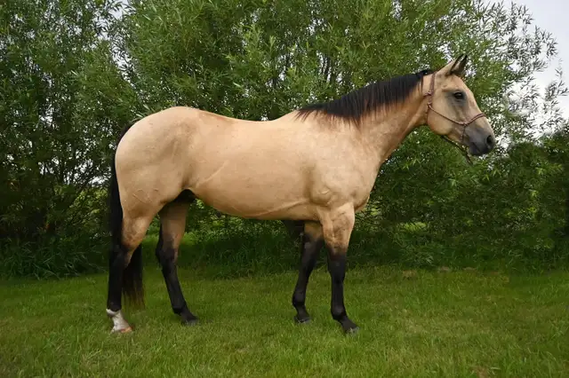 2020 AQHA Gelding