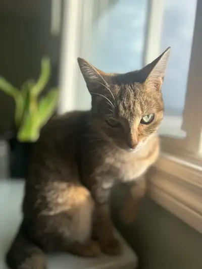 Kitty ( 2 years old ) , View more