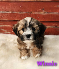 ADORABLE SHIHPOO PUPPIES