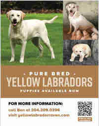 CKC REG Purebred yellow Labrador pups health tested 