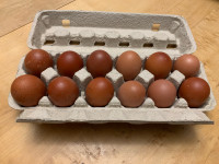 Maran hatching eggs
