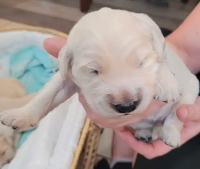 chiot golden retriever pure race in Dogs & Puppies for Rehoming in West Island - Image 3