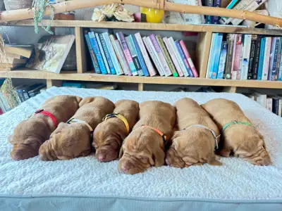 UKC Registered Vizsla Puppies, View more