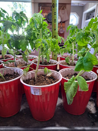 Tomato plants (brandywine, large variety)