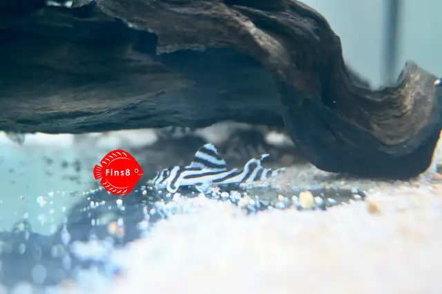 Super white pleco L236 SW,  Zebra Pleco L46, and L471 in Fish for Rehoming in Hamilton - Image 7