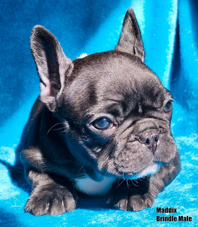 Ckc Registered French Bulldog Puppies in Dogs & Puppies for Rehoming in Edmonton - Image 2