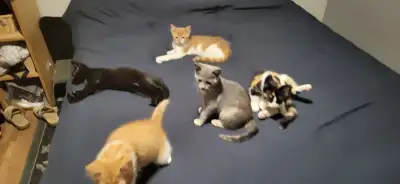 3 femelles, roux et blanc (2), tricolore roux,noir, blanc (1) 1 male, noir Prête à partir, né le 2 m...