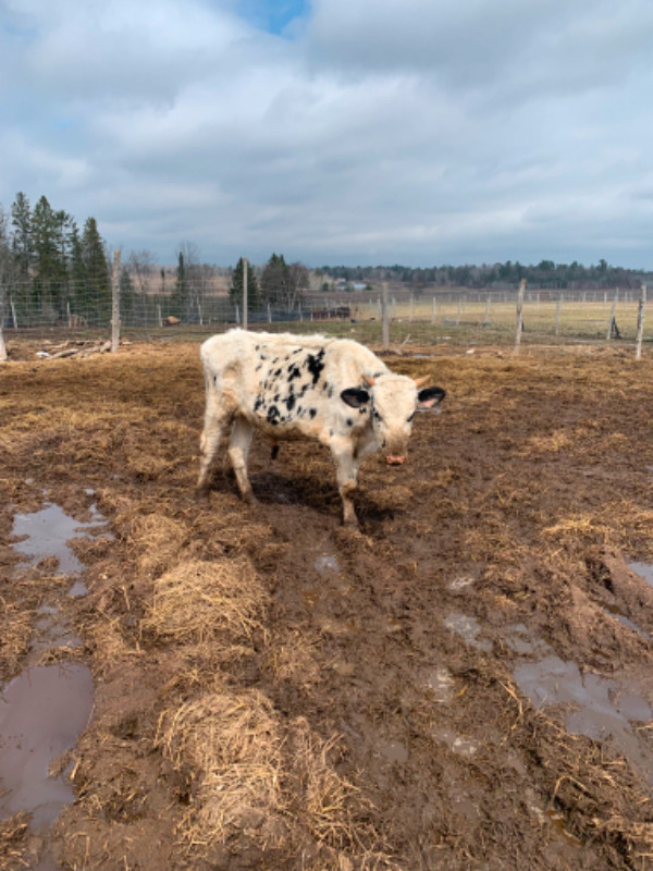Longhorn cattle in Livestock in Sault Ste. Marie - Image 4