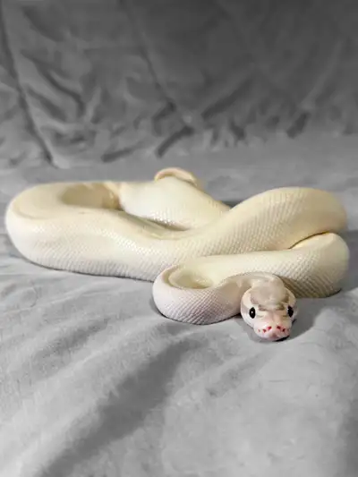 Pastel ivory ball python bred from mutation creations Sub Adult Male - Pastel ivory ball python bred...