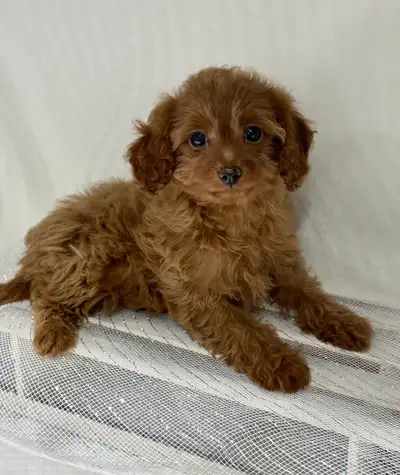F1B Cavapoo Puppies, View more