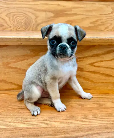 Very Sweet Lovable and Cuddly Pug Puppies, View more