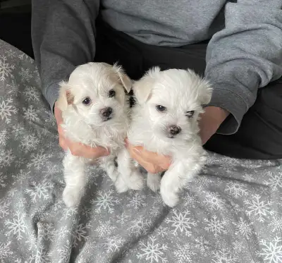 Maltipoo puppies , View more