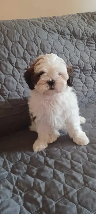 shih poo male, View more