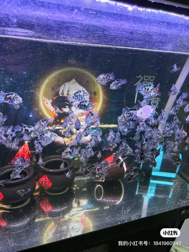 Mini parrot rehoming in Fish for Rehoming in Richmond - Image 3