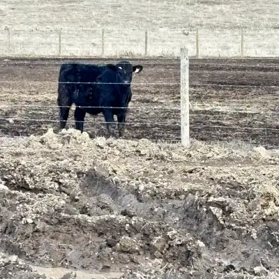 We have 4 left. F1 Wagyu steers that are out of our purbred Wagyu bull and Angus cross cows. Luxury...