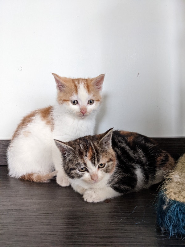 **all pending pick up" Kittens ready for their new homes Cats