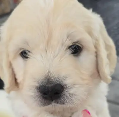 Double Doodle Looking For a Guardian Home!, View more