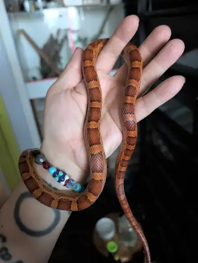 triple het caramel scaleless pinstripe male cornsnake, View more